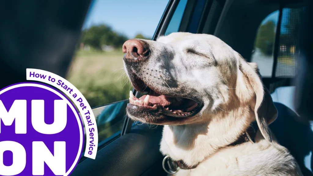 How to Start a Pet Taxi Service